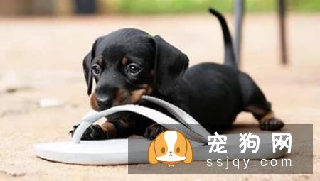 如何教育狗狗,让它改变这一行为值得主人思考