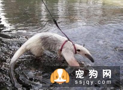 关于宠物寄生虫，你想知道的全在这！