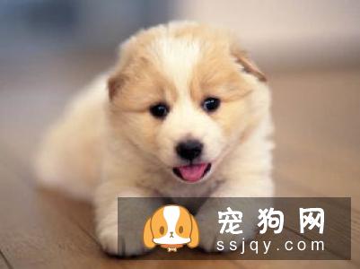 狗狗超重不一定是肥胖，还有7种原因！