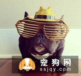 常见的宠物狗品种你都认识吗？宠物大全了解一下!