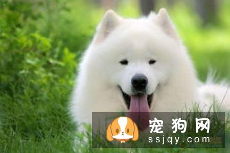 柴犬拉稀怎么办 导致柴犬拉稀的原因