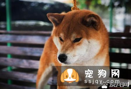 柴犬可以办狗证吗 柴犬办狗证的用途