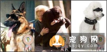 沙皮狗应该怎么训练，沙皮狗训练方法介绍！
