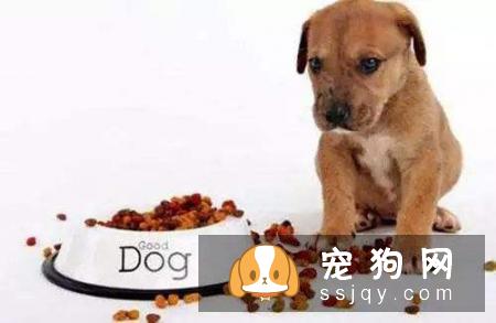 夏天来了，如何解决狗狗厌食问题?