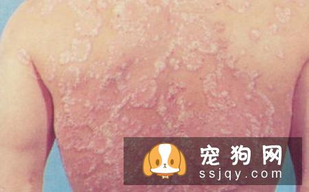 怎么判断狗狗有皮肤病？狗狗常见的皮肤病诊断