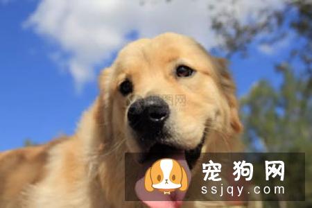 狗狗第一次打疫苗的时间?