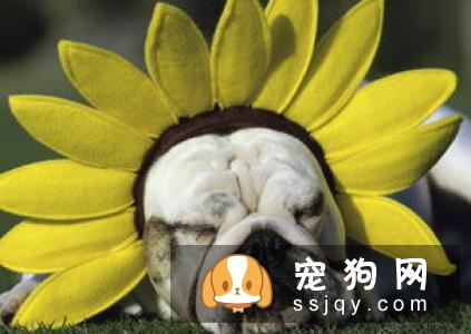 柴犬吃什么品牌狗粮好 怎么给柴犬选择合适的狗粮