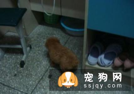 幼犬什么时候换牙，幼犬换牙需要注意些什么