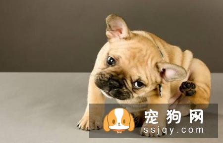 狗狗体外寄生虫判断方法