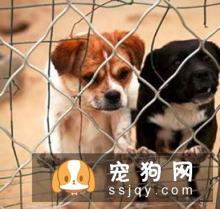 养狗之前先了解一下 如何挑选一只适合自己养的狗