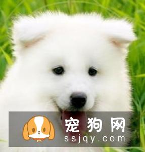 如何让狗狗拥有亮丽毛发的小秘诀
