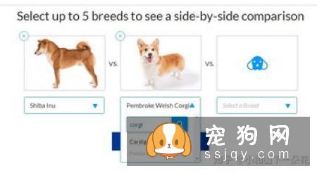 养狗之前先了解一下 如何挑选一只适合自己养的狗
