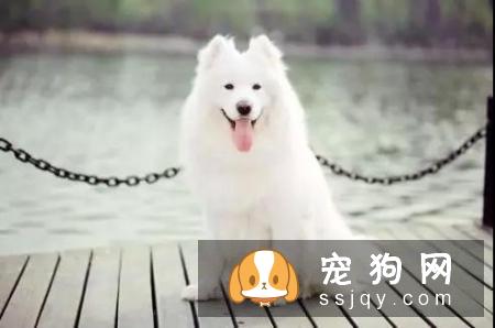 如何让狗狗拥有亮丽毛发的小秘诀