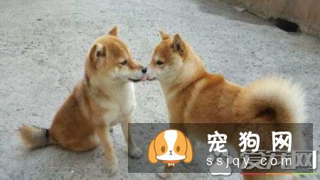柴犬怎么自己训练的方法 如何让柴犬服从训练