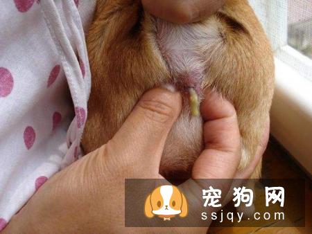 什么时候应该给狗狗挤肛门腺？狗狗肛门腺怎么挤