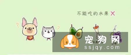 天气炎热，狗狗能吃水果吗?