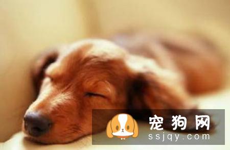 老年犬排尿增多？可能是慢性肾衰竭，治疗狗狗需要分两阶段