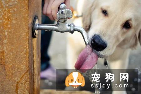防中暑有妙招，让狗狗快乐健康过夏天！