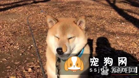 柴犬爱咬东西往往无处发泄导致,主人平时要多带狗狗出去散散步
