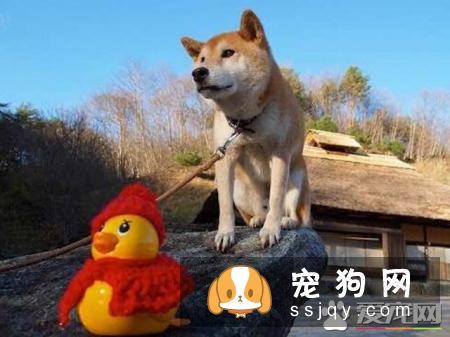 家里的柴犬不认主人,可能是还没有做好充分的准备,主人需要很有耐心