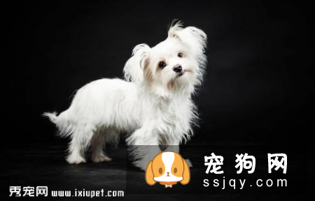 发抖的原因有哪些_宠物频道