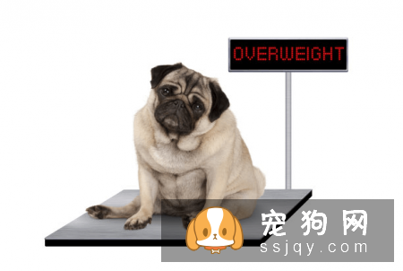 WOWO氨糖呵护狗狗关节健康，释放天生该有的灵动活力