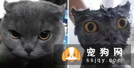 狗狗这些时候不能洗澡，狗狗洗澡7大禁忌你知道吗?