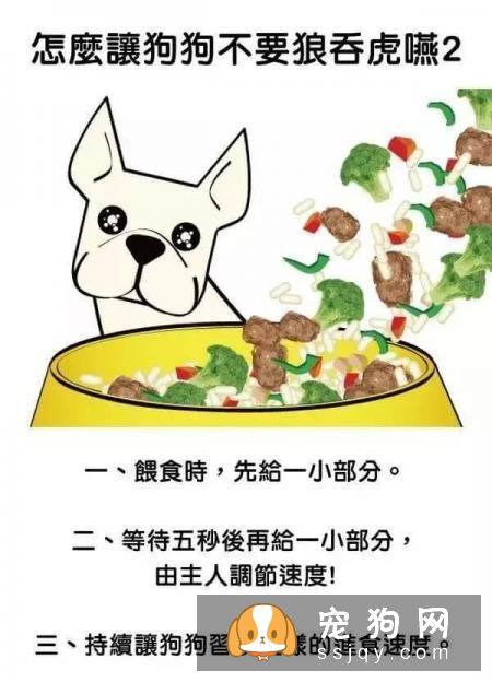 最强养狗基本知识，养狗必备干货