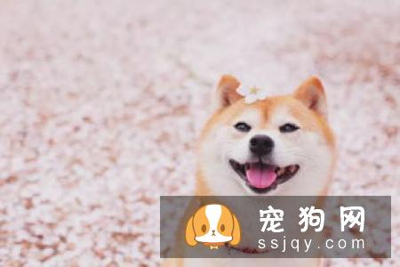 柴犬一直抓痒 柴犬抓痒这样做最好