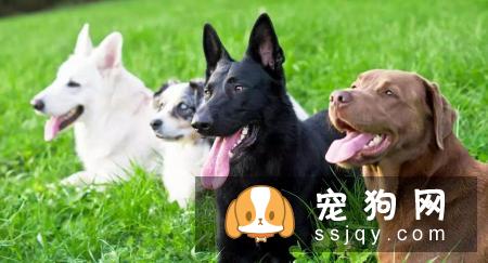 理论都一样，为什么自己和训犬师的训练差异这么大呢？