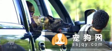 身价70亿的训犬师告知你，狗狗应该这样训练