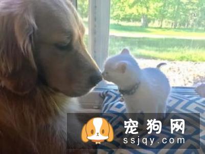 学会以下招数，让狗狗训练有素!