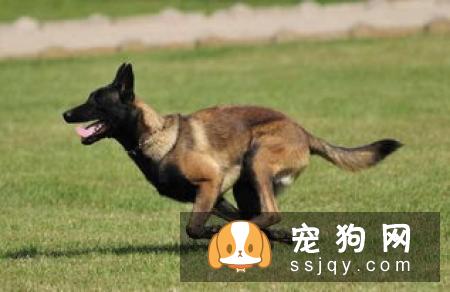 秋田犬和柴犬哪个好 柴犬更适合家庭饲养的原因