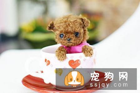 如何养育健康狗狗，需要把握以下几个成长关键期！