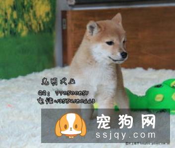 柴犬幼崽的价格是多少?