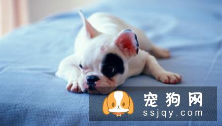 怎样才能让狗狗爱上洗澡不再反抗?