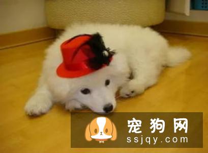 狗狗为什么会咳嗽，狗狗咳嗽的5种原因！