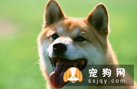 如何将狗狗训练成工作犬一样服从命令？