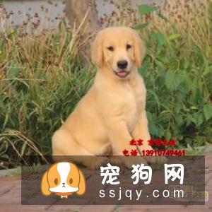狗狗死之前有什么症状？细心观察争取尽早治疗