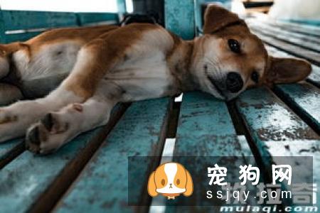 给狗狗洗澡的注意事项，了解这些正确给狗狗洗澡！