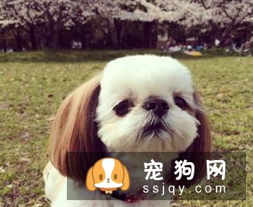 怎么改善狗狗肠胃不好的问题
