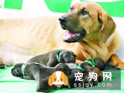那些无法接受爱宠离世事实的家庭来说,克隆技术只能克隆相同的外型、基因