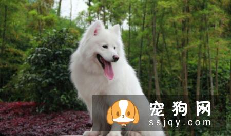 边牧喂什么狗粮好 你了解边牧吃什么狗粮吗