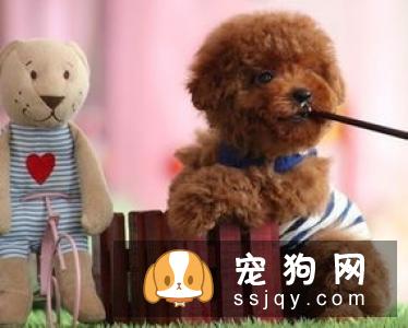 狗狗挑食是什么原因引起的，应该如何改善狗狗挑食