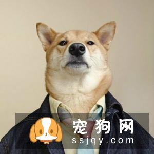 养宠必知 宠物十大致死原因
