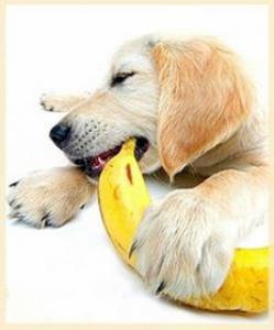 狗狗怀孕期间不能吃什么