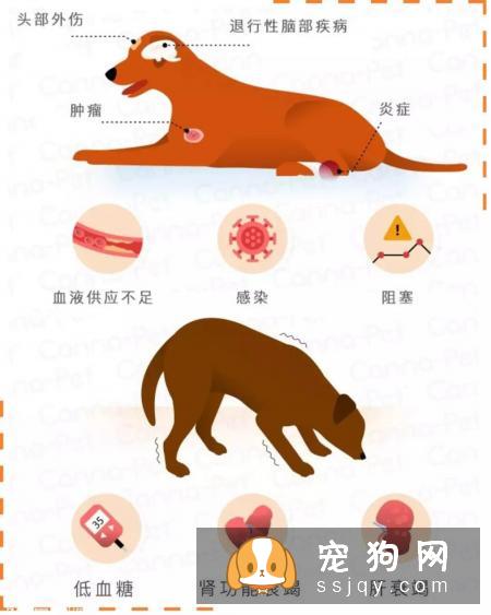 狗狗犯癫痫应该怎么办？