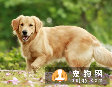 养宠必知 宠物十大致死原因