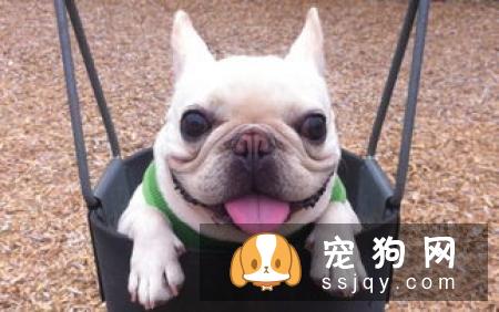 母狗难产是什么原因，应该怎么办？