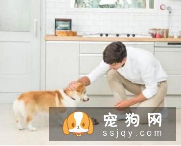 狗狗护食行为太可怕，几招轻松改掉！